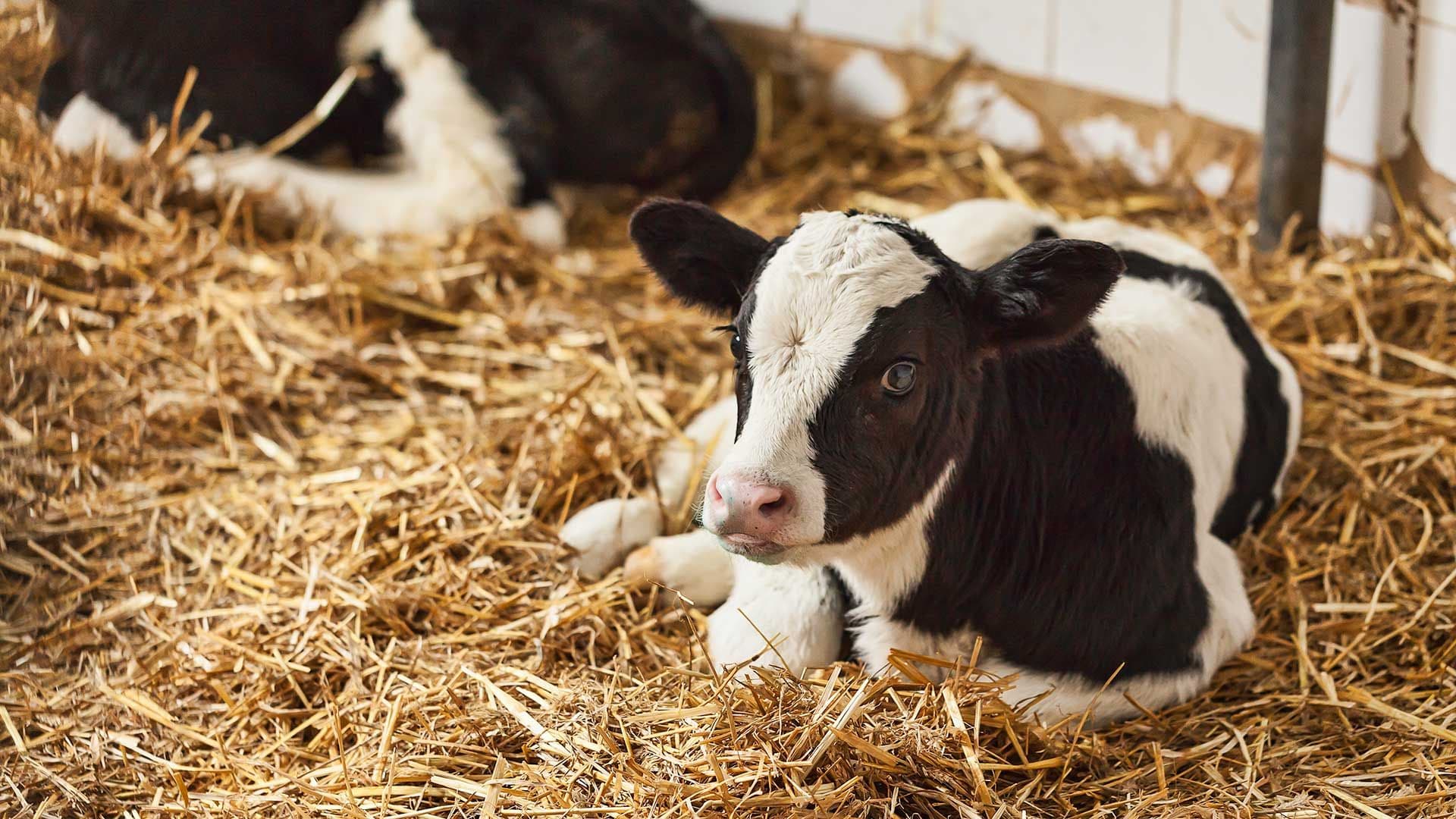 lyfe outdoor solutions livestock mosquito