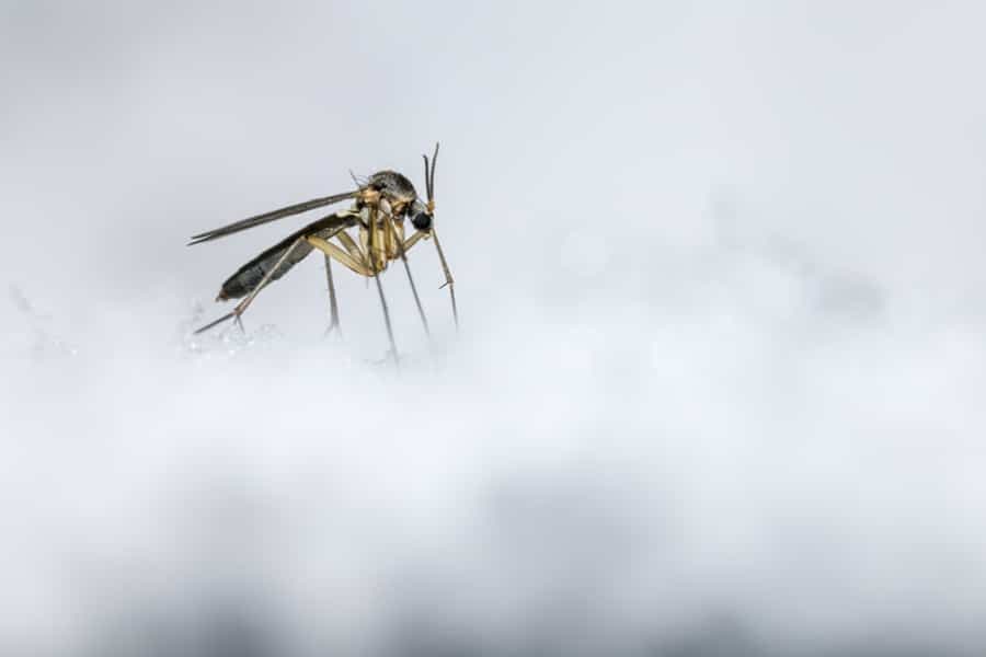 mosquito-mist