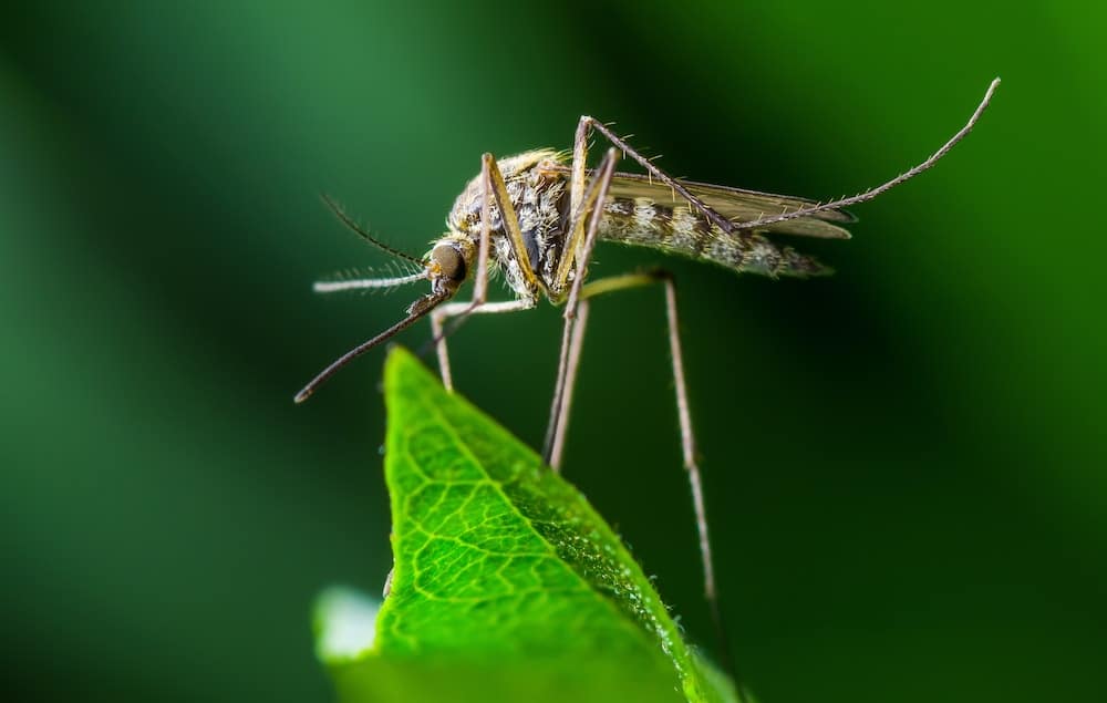 Automatic mosquito control systems enable commercial properties and livestock owners to manage their local mosquito population much better